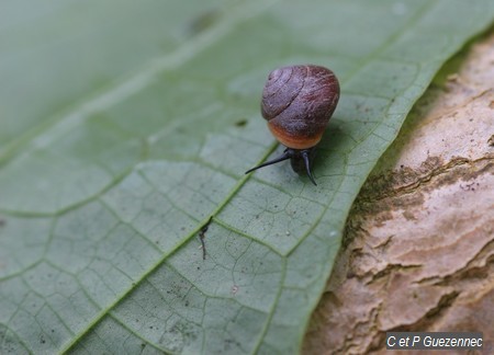 Petit escargot