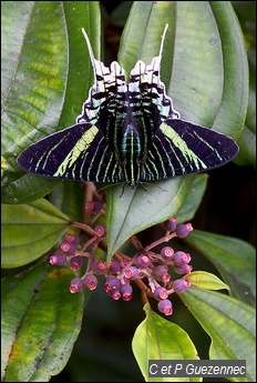 Papillon Urania leilus