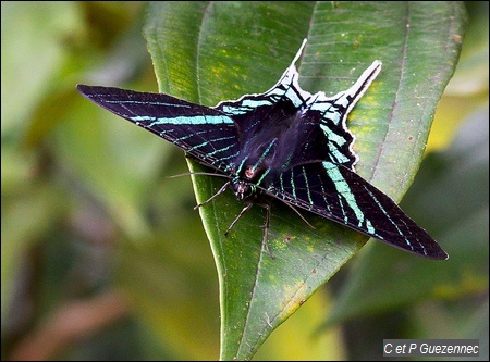 Papillon Urania leilus