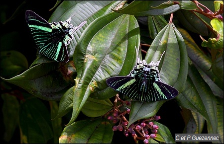 Papillons Urania leilus