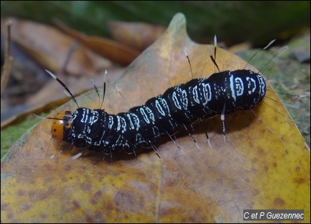 Chenille Urania leilus