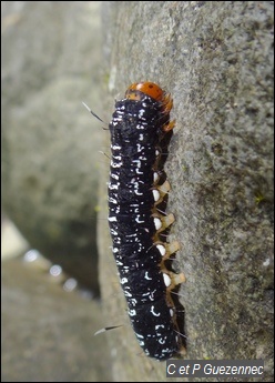 Chenille Urania leilus