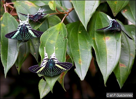 Papillons Urania leilus