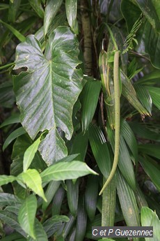 Anthurium grandifolium