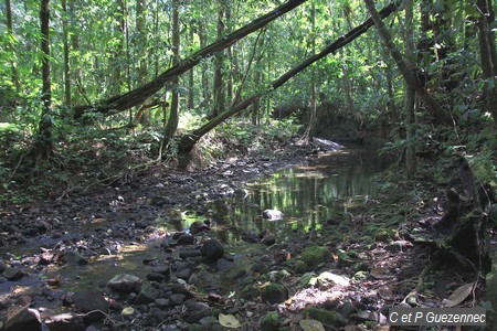 Point de passage sur la rivière du Petit Carbet