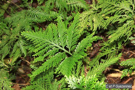 Selaginella flabellata