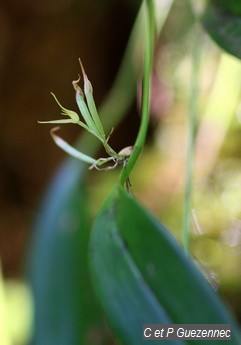 Pleurothallis ruscifolia