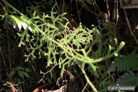 Lycopodium cernuum