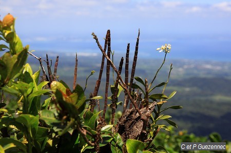 Orchidée Epidendrum patens