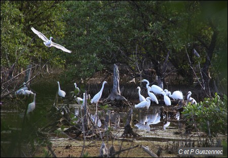 Grande Aigrette et Aigrettes neigeuses. Ardea alba et Egretta thula.