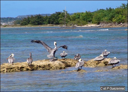 Pélicans bruns. Pelecanus occidentalis