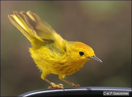 Paruline jaune ou Ti jaune. Dendroica petechia