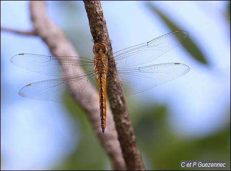 Libellule, Pantala flavescens