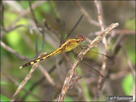 Libellule immature, Erythrodiplax umbrata