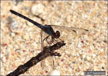 Libellule mâle, Erythrodiplax berenice