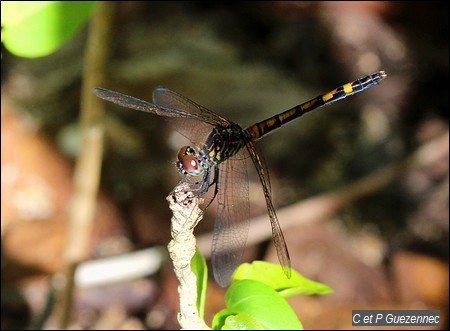 Libellule femelle, Erythrodiplax berenice