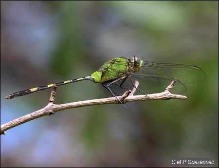 Libellule, Erythemis vesiculosa