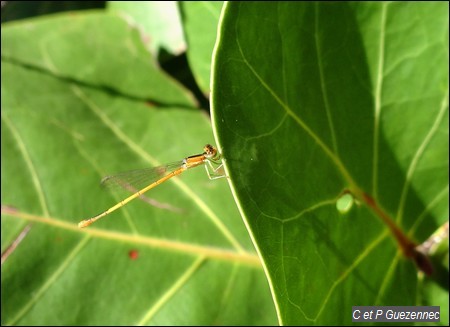 Demoiselle, Ischnura hastata