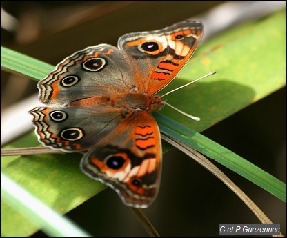 Papillon mangrove, Junonia genoveva