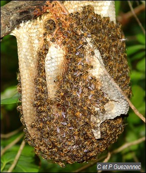 Ruche d'abeilles sauvages