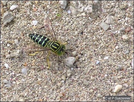 Guêpe de sable, Stictia signata