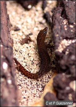 Sphérodactyle bizarre, Sphaerodactylus fantasticus fantasticus