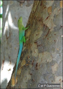 Anolis, Anolis marmoratus