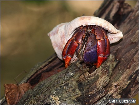 Bernard l'Ermite ou souda, Coenobita clypeatus