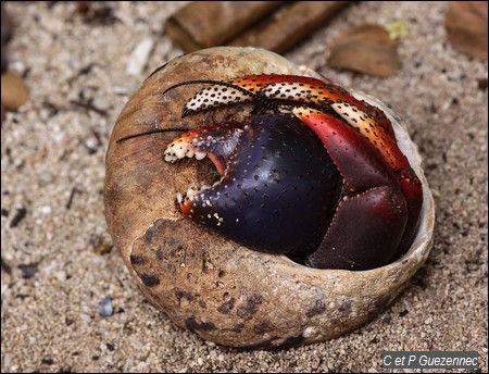 Bernard l'Ermite ou souda, Coenobita clypeatus 