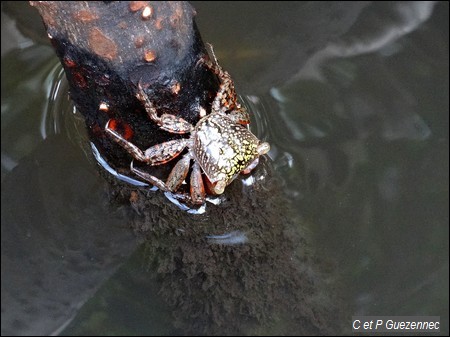 Crabe de palétuvier, Aratus pisonii