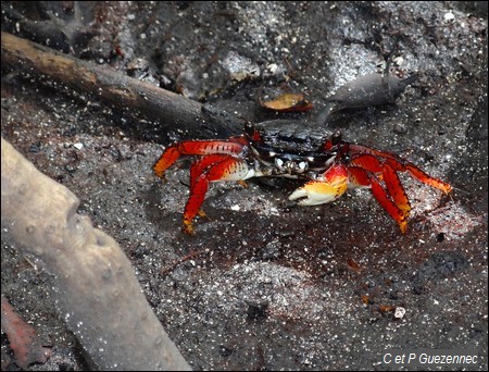 Crabe rouge de mangrove, Goniopsis cruentata