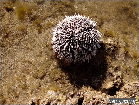 Oursin blanc, Tripneustes ventricosus