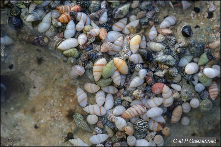 Coquillages multicolores