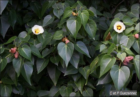 Catalpa en fleur, Thespesia populnea