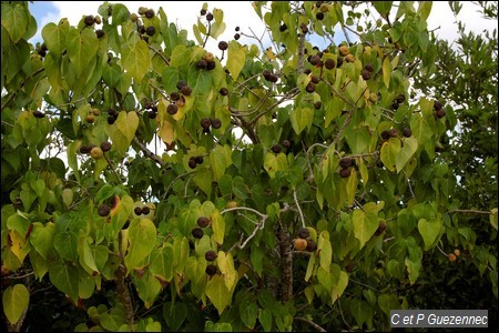 Catalpa en fruit, Thespesia populnea