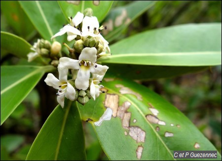 Fleurs de Palétuvier Noir, Avicennia germinans