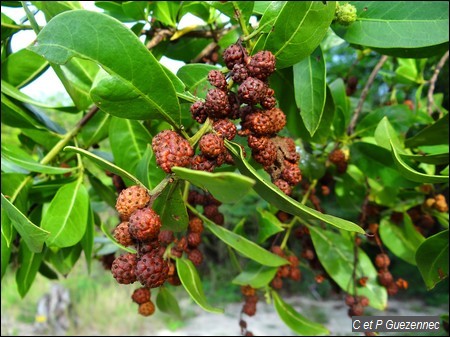 Fruits de Palétuvier Gris, Conocarpus erecta