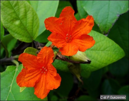 Bois râpe ou mapou rouge, Cordia sebestana