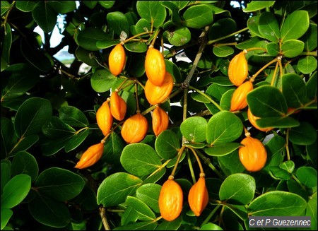 Gaïac en fruit, Guaïacum officinale