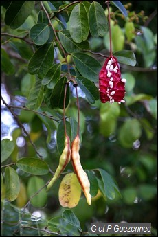 Bois Couleuvre ou Mabouya, Capparis flexuosa