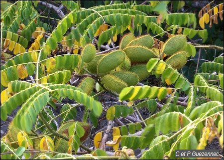 Canique avec gousses, Caesalpinia bonduc