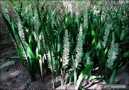 Sanseveria hyacinthoides en fleur
