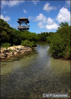 Canal entre la mer et la mangrove