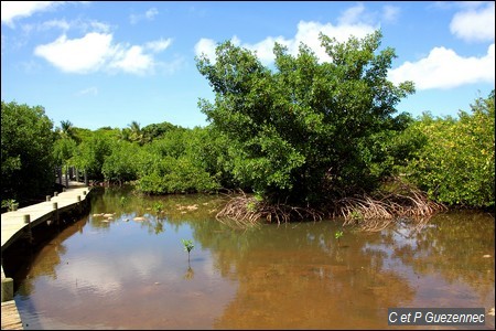 Platelage de visite de la Mangrove