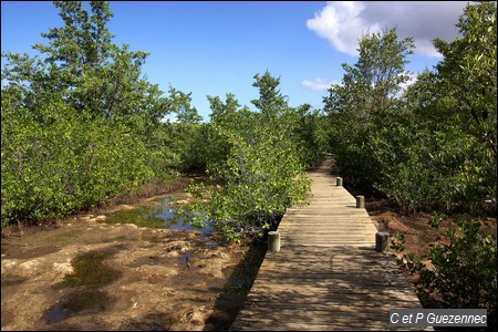 Platelage de visite de la Mangrove