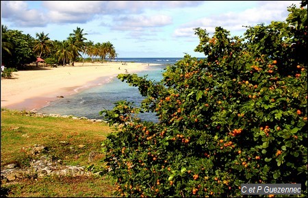 Plage de l'Anse de la petite Chapelle à Anse-Bertrand