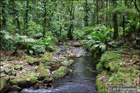 Ravine Bouteiller en aval du Grand bassin 