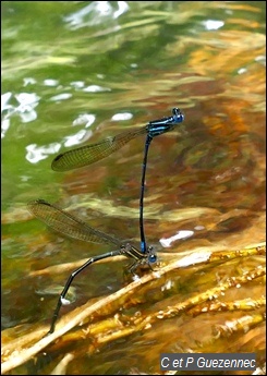 Ponte en couple de libellules Argia concinna