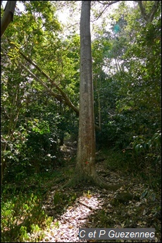 Acajou Blanc, Simarouba amara