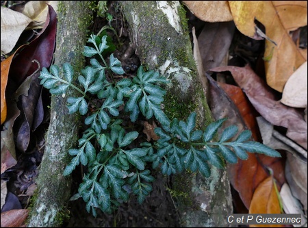 Fougère, Pteris ensiformis